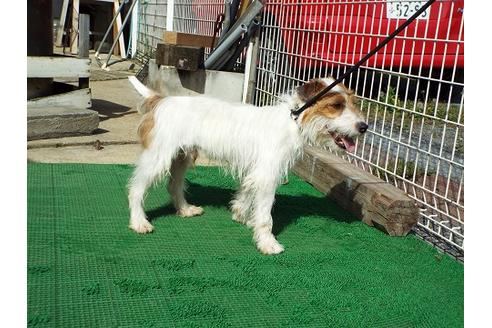 販売中のジャックラッセルテリアの親犬