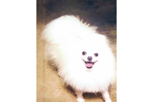 販売中のポメラニアンの親犬