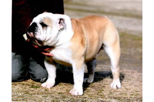 販売中のブルドッグの親犬