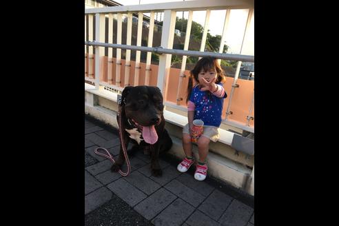 販売中のアメリカンピットブルテリアの親犬