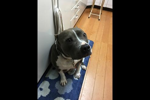 販売中のアメリカンピットブルテリアの親犬