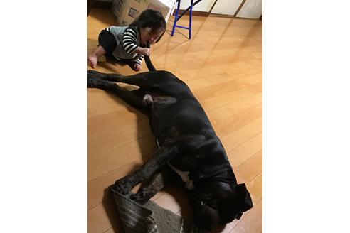 販売中のアメリカンピットブルテリアの親犬