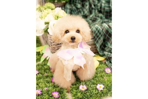販売中のタイニープードルの親犬