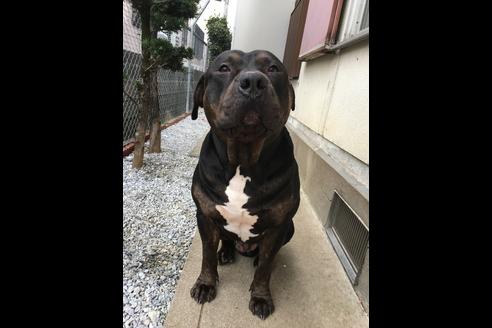 販売中のアメリカンピットブルテリアの親犬
