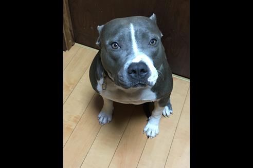 販売中のアメリカンピットブルテリアの親犬