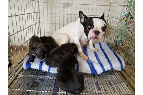 販売中のフレンチブルドッグの親犬