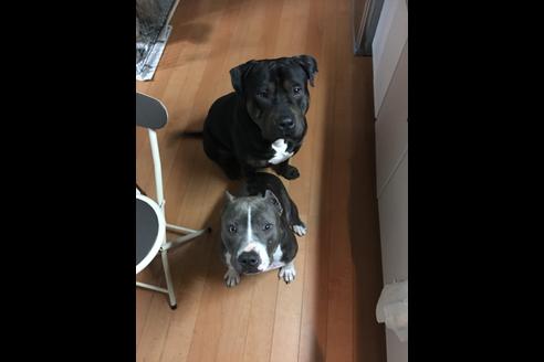 販売中のアメリカンピットブルテリアの親犬