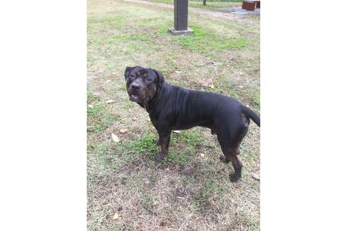 販売中のアメリカンピットブルテリアの親犬