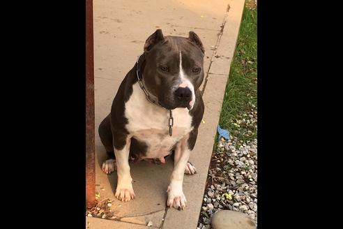 販売中のアメリカンピットブルテリアの親犬