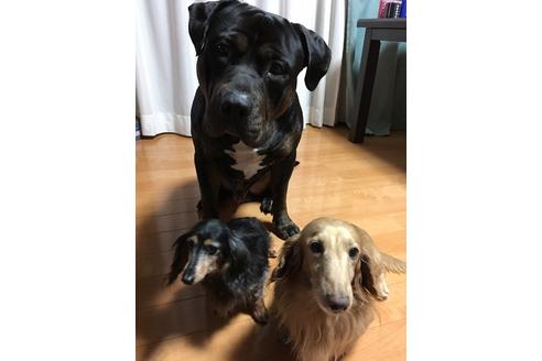 販売中のアメリカンピットブルテリアの親犬