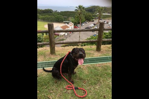販売中のアメリカンピットブルテリアの親犬
