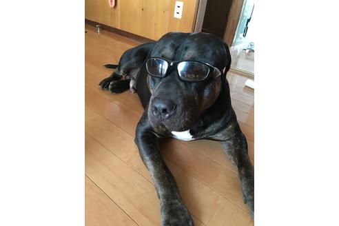 販売中のアメリカンピットブルテリアの親犬