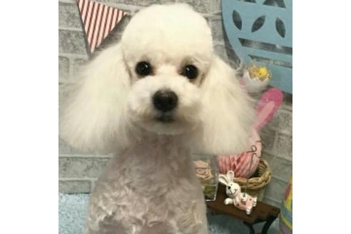 販売中のティーカッププードルの親犬