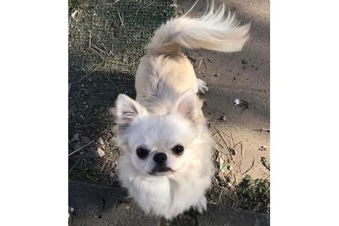 販売中のチワワ(ロングコート)の親犬