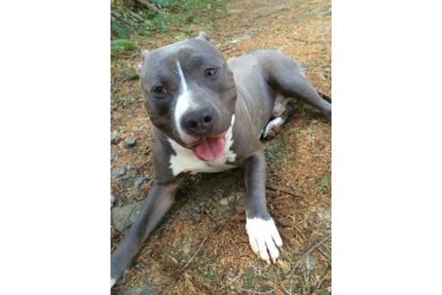販売中のアメリカンピットブルテリアの親犬
