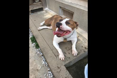 販売中のアメリカンピットブルテリアの親犬