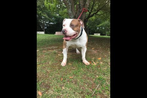 販売中のアメリカンピットブルテリアの親犬