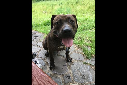 販売中のアメリカンピットブルテリアの親犬