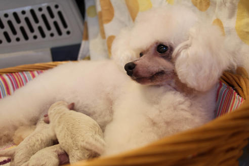 販売中のトイプードルの親犬