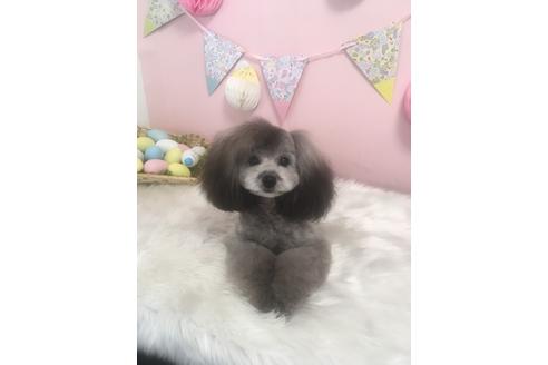 販売中のトイプードルの親犬