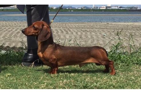 販売中のカニンヘンダックスフンド(スムースヘアード)の親犬