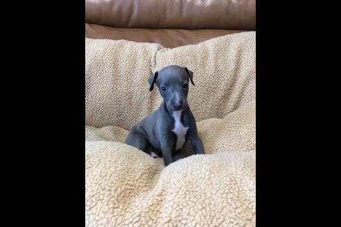 山梨県のイタリアングレーハウンド 男の子 19 06 07生まれ ブルー ホワイトマーキングス 子犬id ブリーダーナビ
