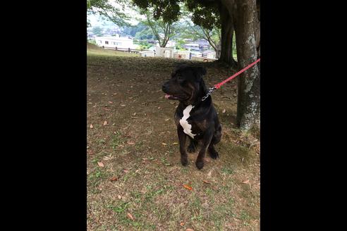 販売中のアメリカンピットブルテリアの親犬