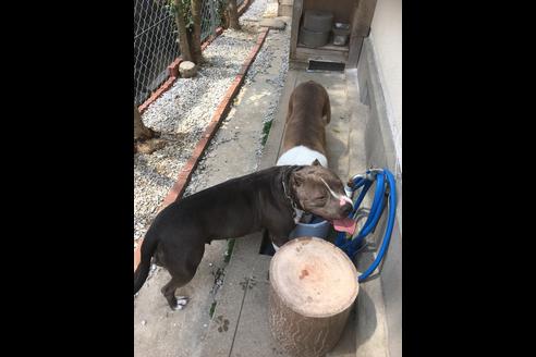 販売中のアメリカンピットブルテリアの親犬