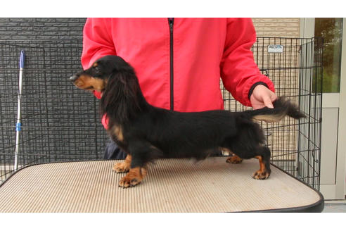 販売中のミニチュアダックスフンド(ロングヘアード)の親犬