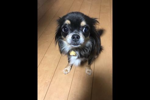 販売中のチワワ(ロングコート)の親犬