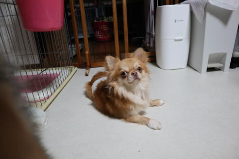 販売中のチワワ(ロングコート)の親犬