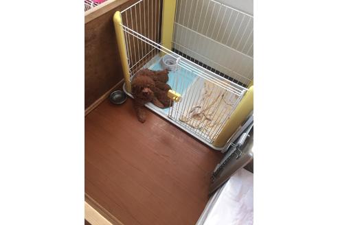 販売中のタイニープードルの親犬