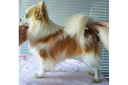 販売中のチワワ(ロングコート)の親犬