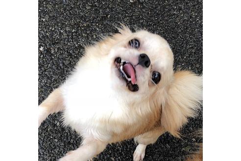 販売中のチワワ(ロングコート)の親犬