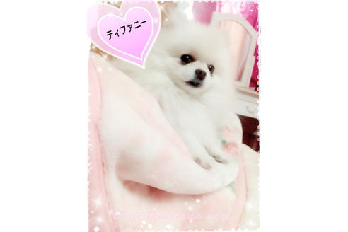 販売中のポメラニアンの親犬
