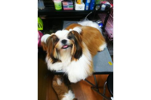 販売中のシーズーの親犬