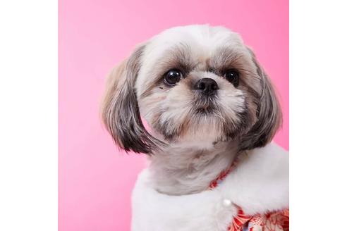 販売中のシーズーの親犬