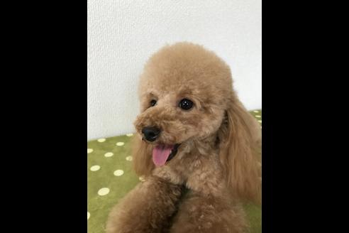 販売中のティーカッププードルの親犬