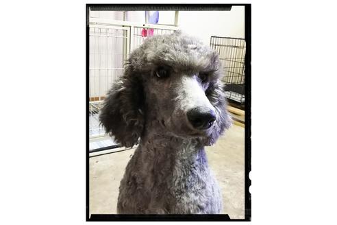 販売中のスタンダードプードルの親犬