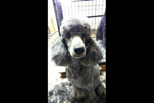販売中のスタンダードプードルの親犬