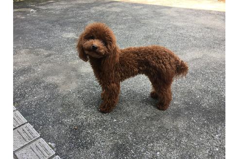 販売中のタイニープードルの親犬