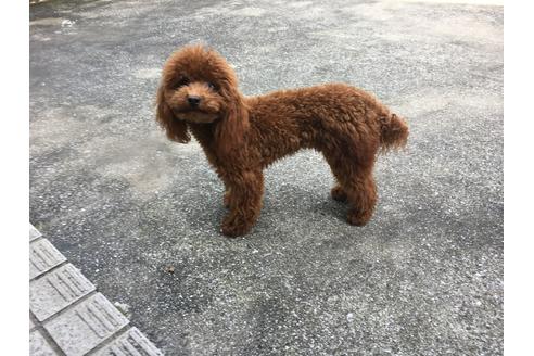 販売中のトイプードルの親犬