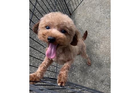 販売中のタイニープードルの親犬