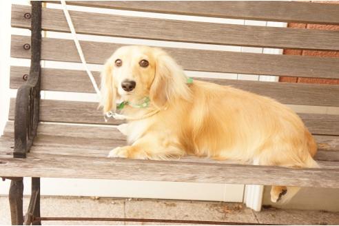 販売中のミニチュアダックスフンド(ロングヘアード)の親犬