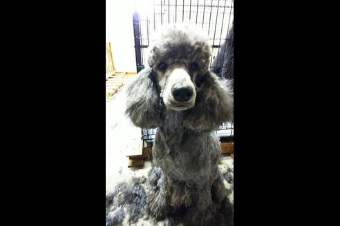 販売中のスタンダードプードルの親犬