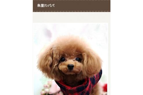 販売中のトイプードルの親犬