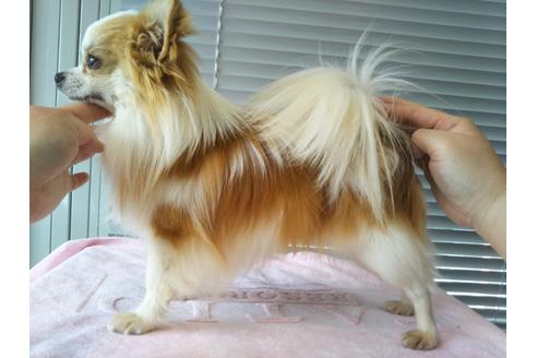販売中のチワワ(ロングコート)の親犬