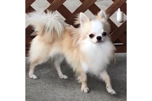 販売中のチワワ(ロングコート)の親犬