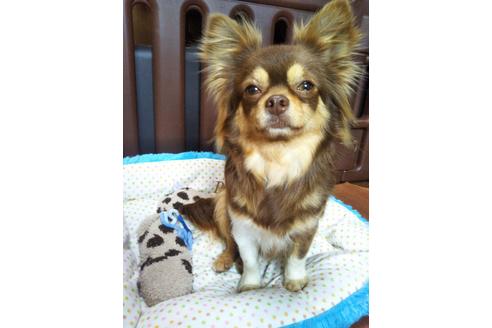 販売中のチワワ(ロングコート)の親犬