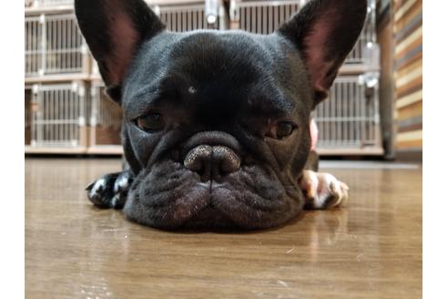 販売中のフレンチブルドッグの親犬
